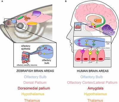 The Olfactory Tract: Basis for Future Evolution in Response to Rapidly Changing Ecological Niches